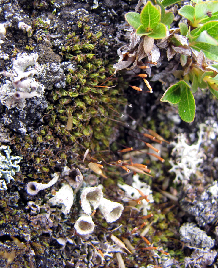 Encalypta brevicolla